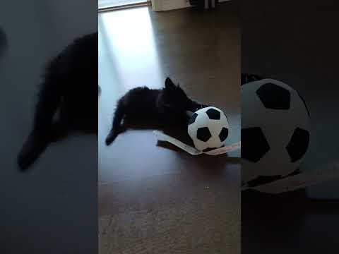 #cute#cat#cats#attacking#viral
