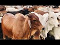 Sapi Lembu Makan Rumput | Kumpulan sapi Jinak di padang Luas