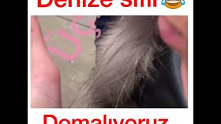 Üçlüminati Ne Tarafa Domalıyoruzvideosu Çok Komik