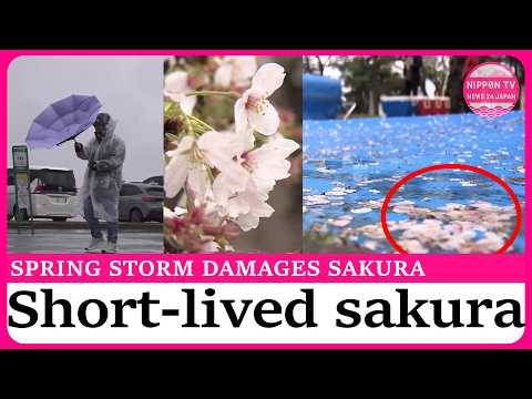 Spring storm batters Japan, triggering mudslide and damaging cherry blossoms