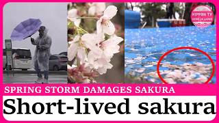 Spring storm batters Japan, triggering mudslide and damaging cherry blossoms