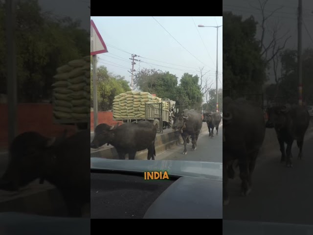 🇮🇳 Cosas INSÓLITAS que solo pasan en INDIA 😱 ¿Viajarías a India? #viajes #india #viajar