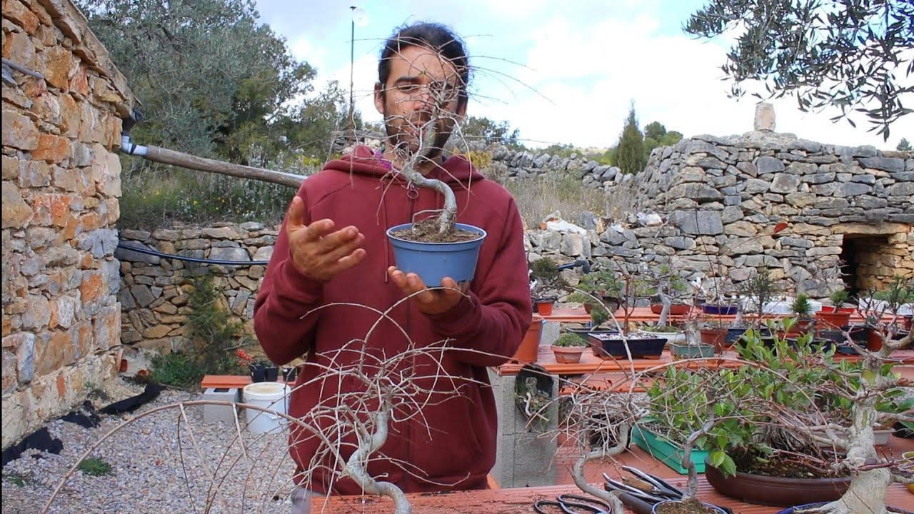 trasplante y nuevo diseño para Olmo chino comercial