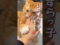 飼い主への態度がデカすぎる猫ｗｗ #海外 #動物 #funnyanimals