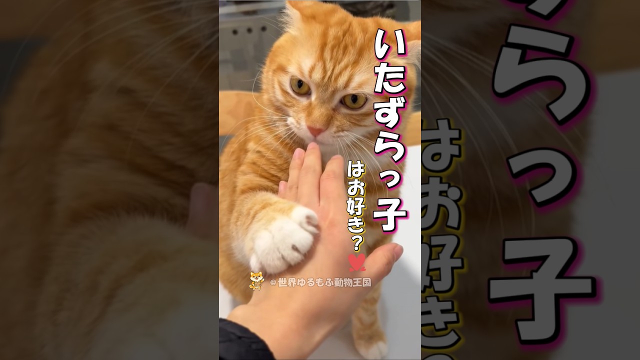 飼い主への態度がデカすぎる猫ｗｗ #海外 #動物 #funnyanimals