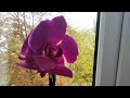 Пересадка Уценки Орхидеи Фаленопсис Из Магазина Настораживают корни