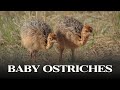 Cutest Baby Ostriches You’ve Never Seen Before! 🐣Filmed by @mosertimmy in South Africa