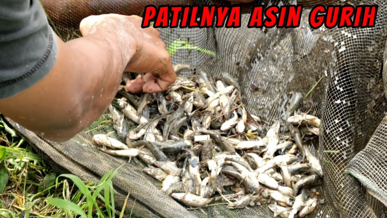 Pasang keramba di parit dapat bnyak ikan masuk perangkap