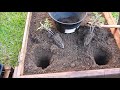 Como plantar tomates azules en casa