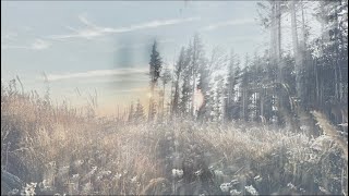 ヨルシカ - アルジャーノン Algernon 粵語翻唱