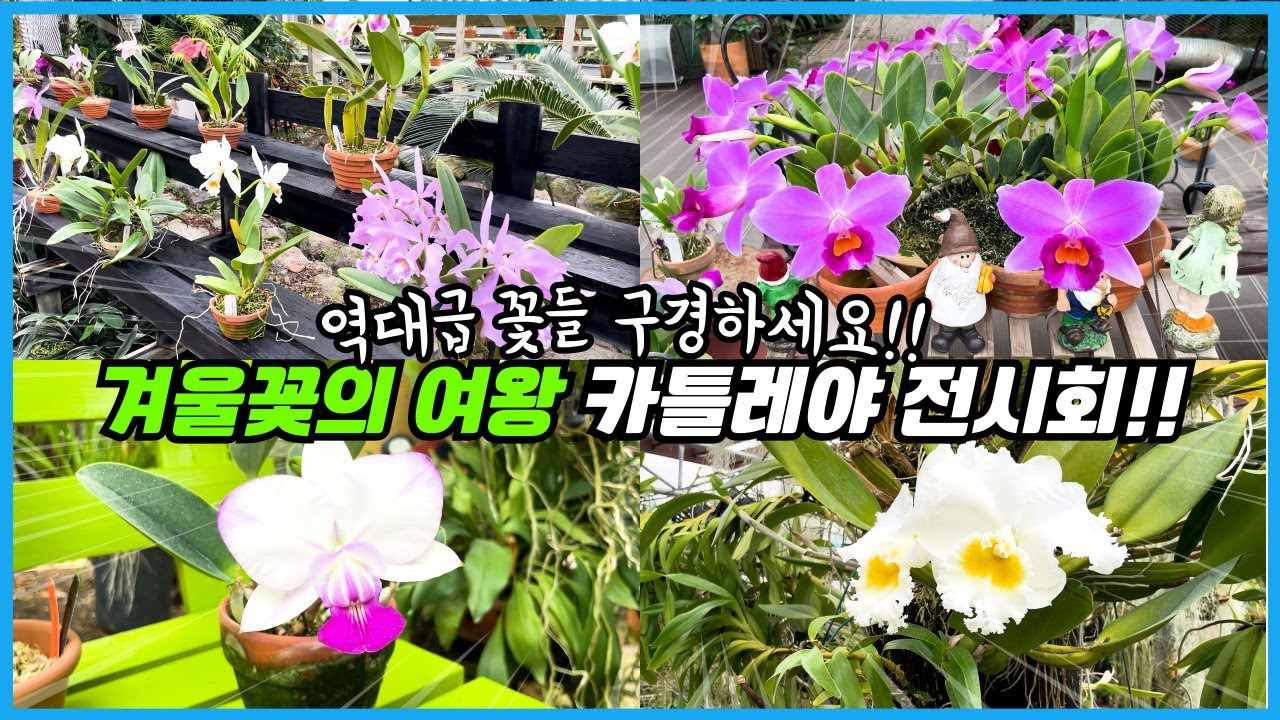 Fragrant and gorgeous flowers in season in winter!! Tour Korea's largest orchid farm!!