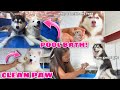 Grooming Our Pups! | Pool Party! | Husky Pack TV