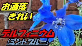 花 デルフィニウム ミントブルー の育て方 植え付け Youtube