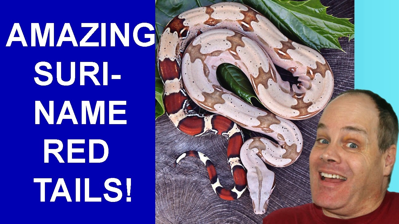 GORGEOUS Baby Red Tails Have Shed: 2026 Suriname Litter 1 UPDATE!