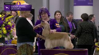 Full Spaniels (Cocker) A.S.C.O.B | Breed Judging 2025 News