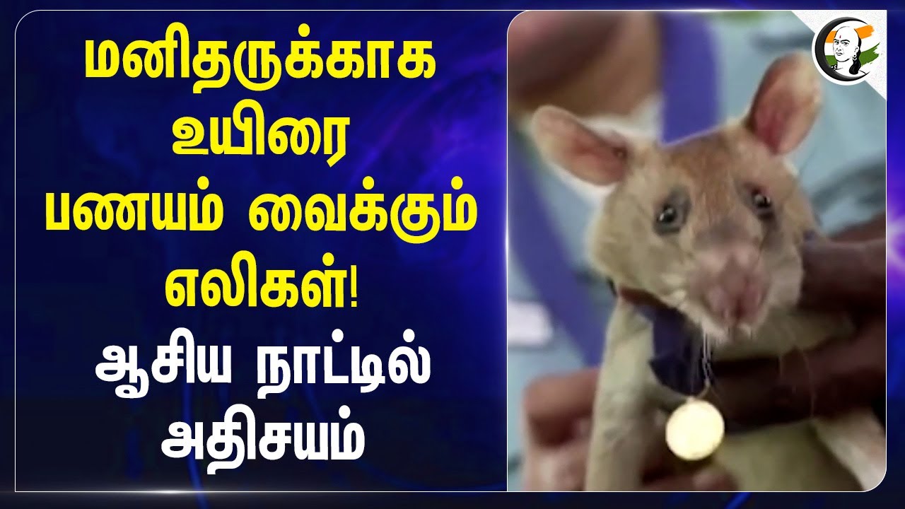 ⁣மனிதருக்காக உயிரை பணயம் வைக்கும் எலிகள்! Asia நாட்டில் அதிசயம் | Cambodia Rats | Testing