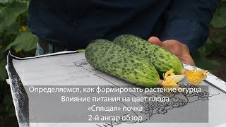 Определяемся, как формировать растение огурца. Влияние питания на цвет плода. "Спящая" почка. Определяемся, как формировать растение огурца. Влияние питания на цвет плода. "Спящая" почка.