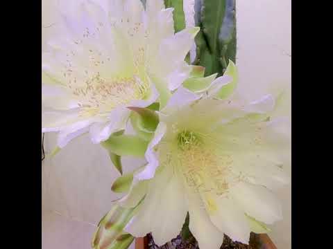 Video: Cereus Peruvianus - Kawm Ntau Txog Hmo Hmo Blooming Cereus