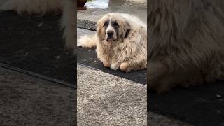 Rain doesn’t bother the Great Pyrenees…. #farmdogs