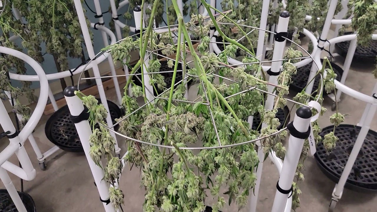 Drying in your WEBBGRO