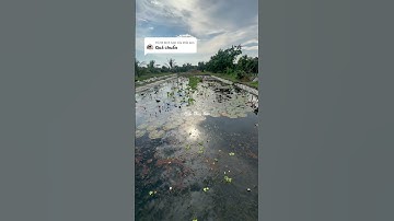 cách khắc phục vỏ ốc nhồi bị bám rêu, mã xấu  #hieuthuysan  #ocbuouden #ocnhoi