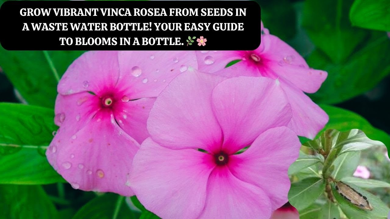 Grow Vibrant Vinca Rosea from Seeds in a Waste Water Bottle! Your Easy
