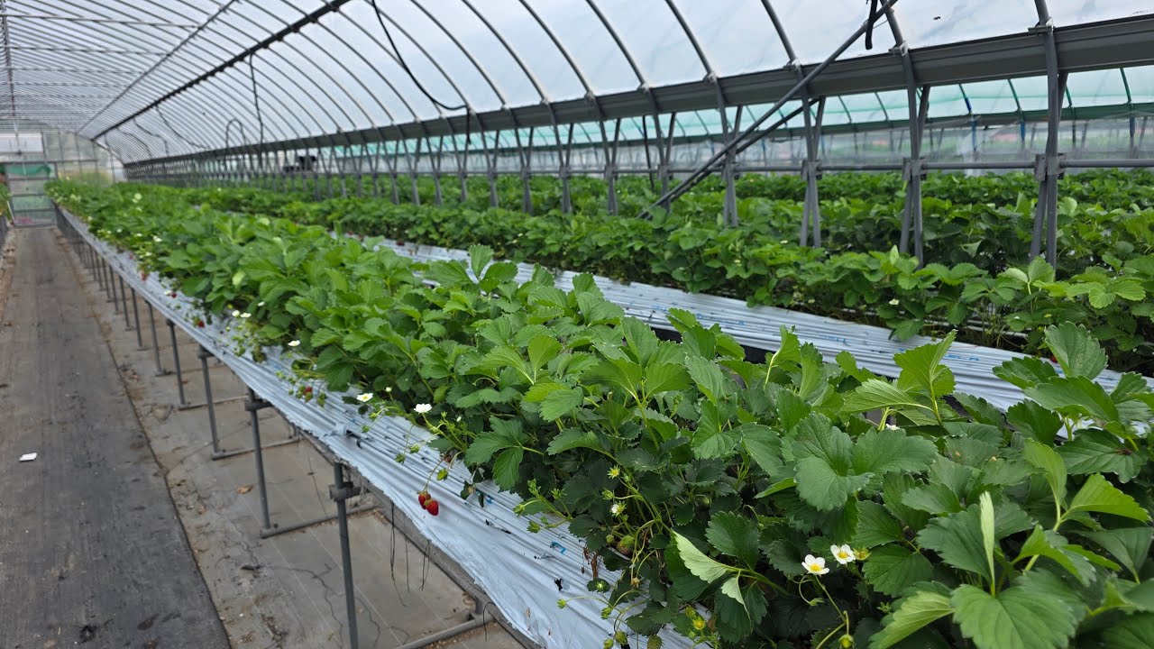 お野菜やお米、お花が元気に育つ！！sustainable compost初回お試し The shortcut to the ideal pesticide-free home vegetable garden