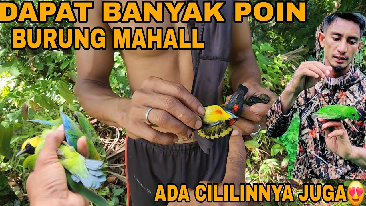 BERPETUALANG DIHUTAN BESAR_DAPAT BANYAK ANAKAN DAN BURUNG MAHAL