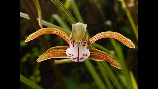How to Grow and Propagate Cymbidium Orchids | Complete Care Guide