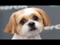 Shih Tzu Grooming | Beautiful Haircut Dogs