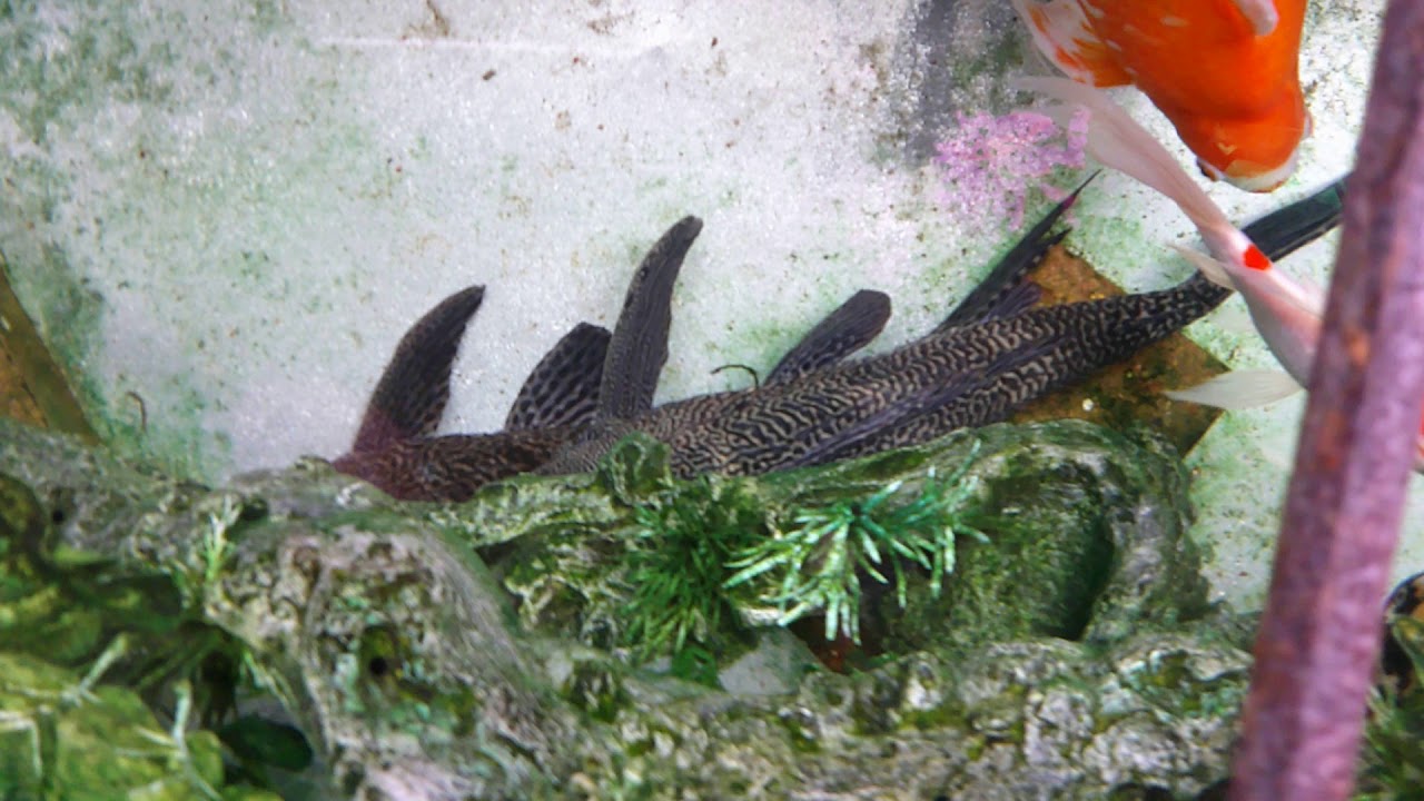 DIY POND GOLDFISH TROUGH - YouTube