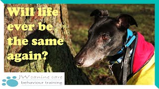 How life changes with a greyhound