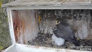Baby Falcons! - Great Spirit Bluff - May 25, 2022