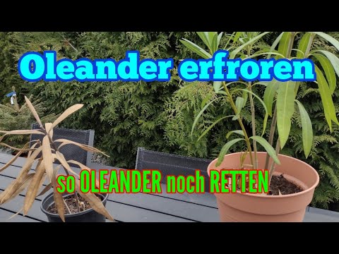 Video: Können Oleander Frost überleben?