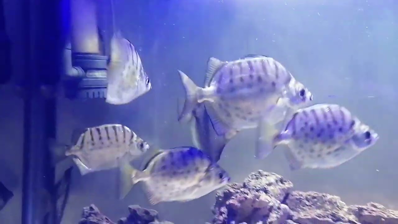 Scatophagus and Mono Sebae full marine