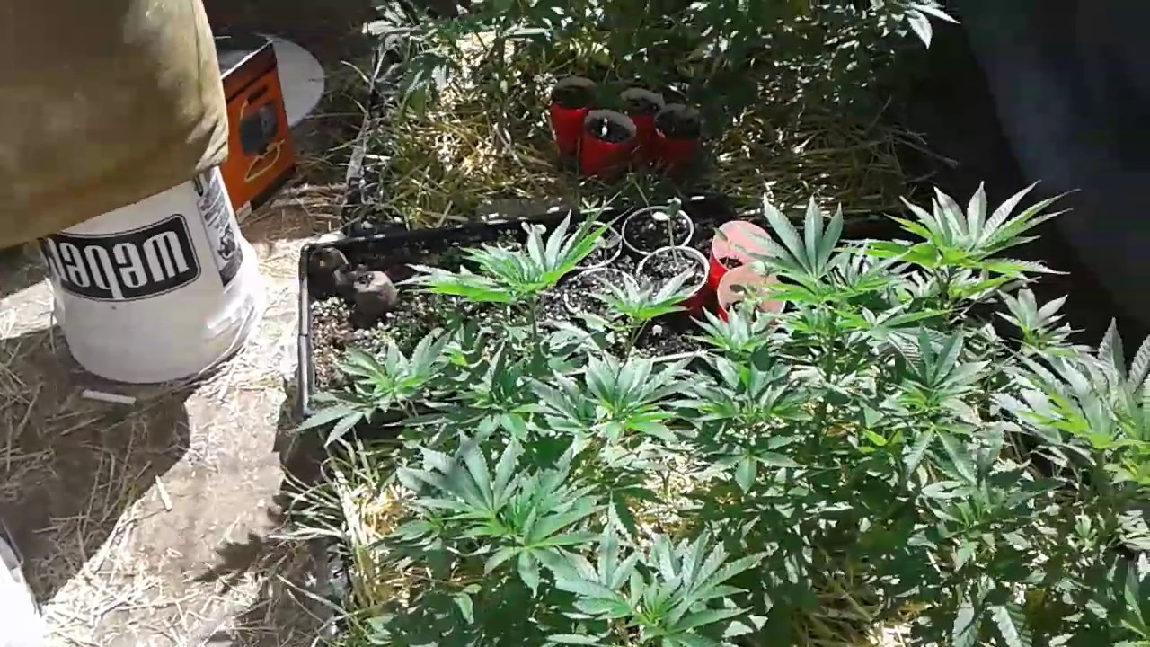 Generation Sour...Notillgrowlabs Light Depo run🌱