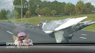 Florida woman records the MOST BIZARRE event while DRIVING 65mph