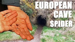 Giant Cave Spider - Meta menardi by bugsnstuff 2,364 views 2 years ago 9 minutes, 15 seconds