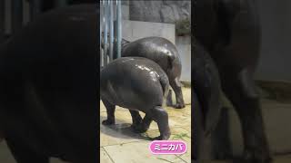 はまるおしり #Shorts #ミニカバ