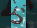 パンケーキ【らっだぁ】