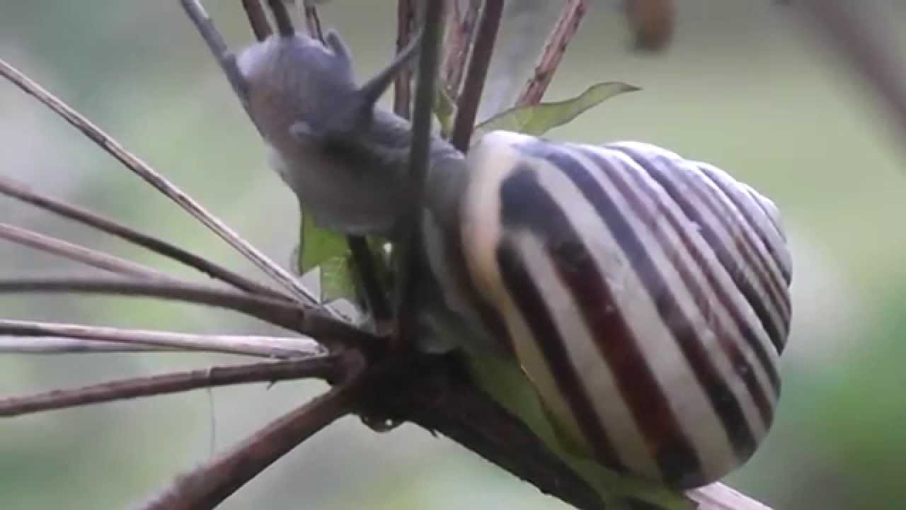 White-lipped Snail (Cepaea hortensis)
