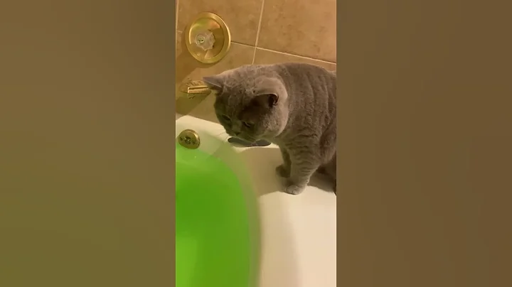 Video 2793641: tom british shorthair cat, british shorthair cat explores, britishshorthair cats cute, tom cat bathing