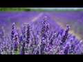 Peaceful Relaxing Lavender Fields Music For Meditation Stress Relief Study 