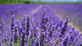 Peaceful Relaxing Lavender Fields Music For Meditation, Stress Relief, Study screenshot 4
