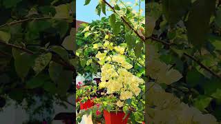 After finishing 100% data homie be like #kerala # flower #minivlog #malayalees