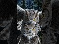 This Predator Attacks in Complete Silence #owl #shorts