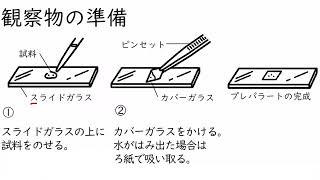 2. 観察器具の使い方①　ルーペ、顕微鏡、スケッチ（サムネイル画像）