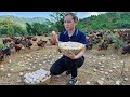 Harvest Chicken Eggs Goes to the market sell - Gardening - Live with nature