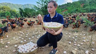 Harvest Chicken Eggs Goes to the market sell  Gardening  Live with nature
