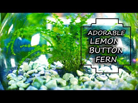 Video: What Is A Lemon Button Fern: Sådan plejer du Lemon Button Fern Planter